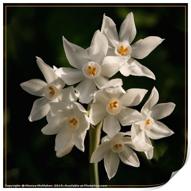 Paper White Narcissus, in Natural settings. Print by Monica McMahon
