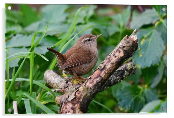 Wren Acrylic by Pam Parsons