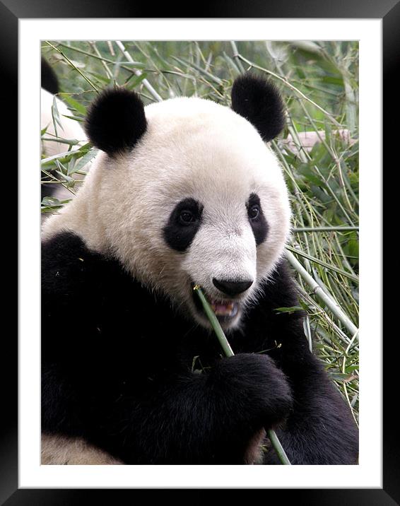 Panda snack break Framed Mounted Print by Marja Ozwell