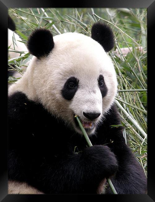 Panda snack break Framed Print by Marja Ozwell