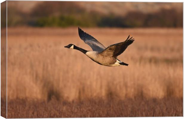 Canada Goose In Flight Canvas Print by Pam Parsons