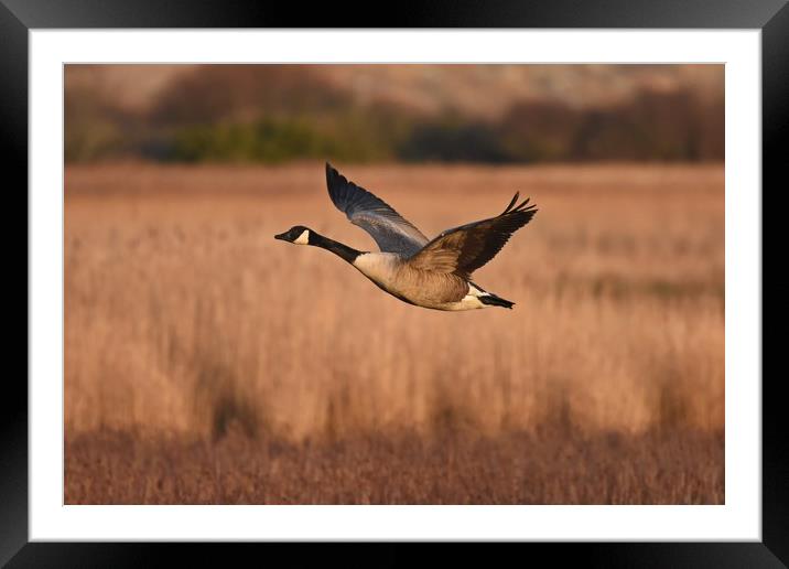 Canada Goose In Flight Framed Mounted Print by Pam Parsons