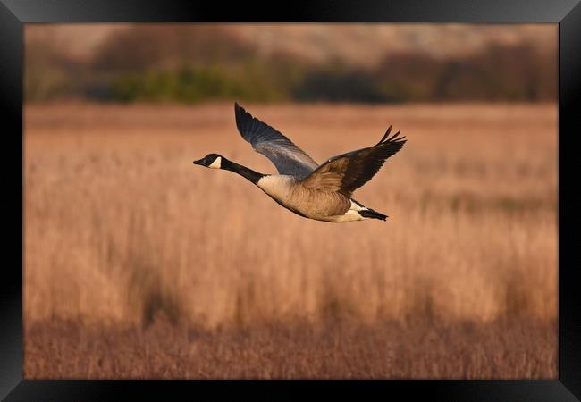 Canada Goose In Flight Framed Print by Pam Parsons