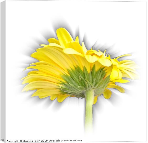 yellow gerbera daisy Canvas Print by Marinela Feier