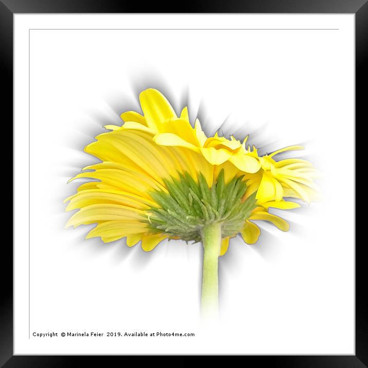 yellow gerbera daisy Framed Mounted Print by Marinela Feier