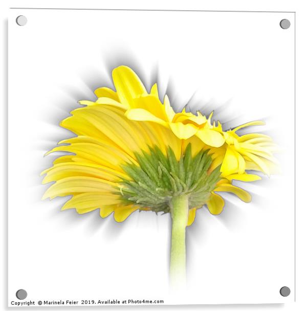 yellow gerbera daisy Acrylic by Marinela Feier