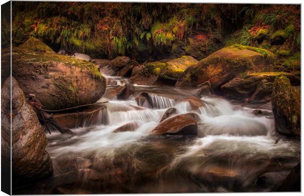 Textures of nature at Melincourt Brook Canvas Print by Leighton Collins