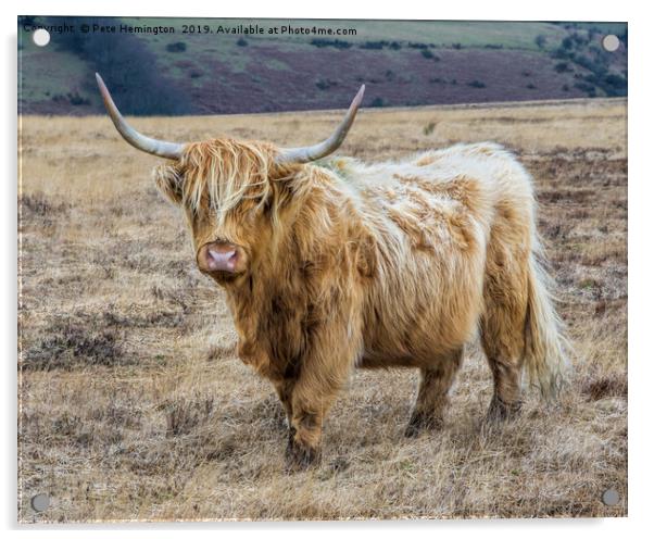 Longhorn cow on Exmoor Acrylic by Pete Hemington