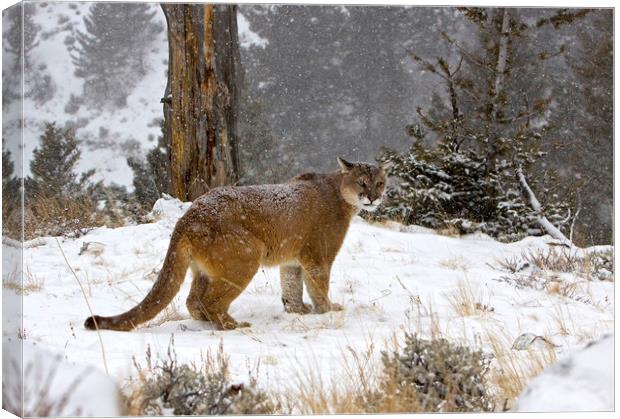 Cougar out in the snow North America Canvas Print by Jenny Hibbert