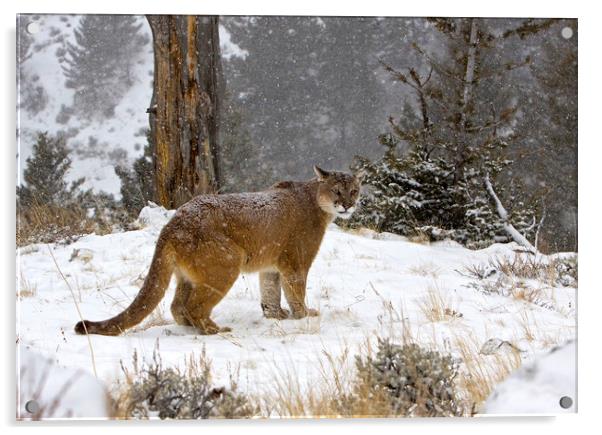 Cougar out in the snow North America Acrylic by Jenny Hibbert