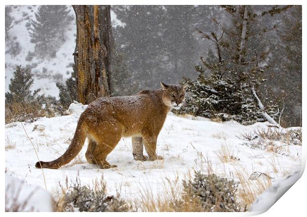 Cougar out in the snow North America Print by Jenny Hibbert