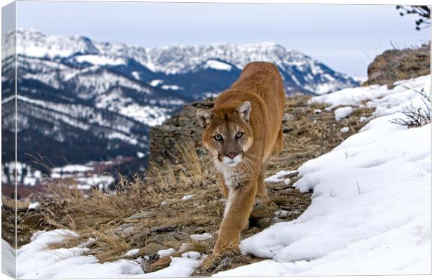 Cougar high up in the mountains North America Canvas Print by Jenny Hibbert