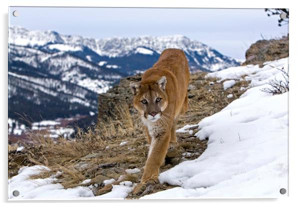 Cougar high up in the mountains North America Acrylic by Jenny Hibbert