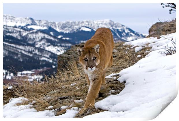 Cougar high up in the mountains North America Print by Jenny Hibbert
