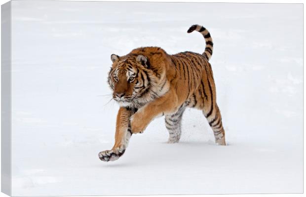 Siberian tiger running through the snow America Canvas Print by Jenny Hibbert