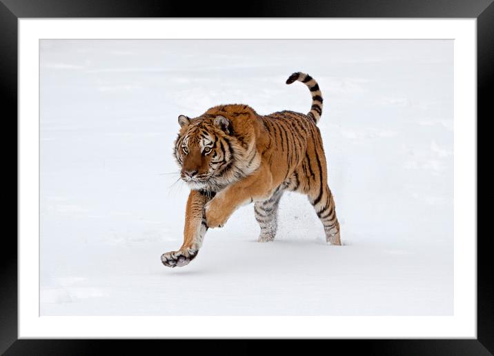 Siberian tiger running through the snow America Framed Mounted Print by Jenny Hibbert