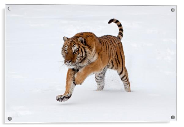 Siberian tiger running through the snow America Acrylic by Jenny Hibbert