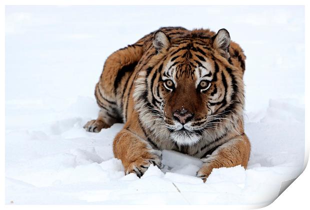 Siberian tiger lying in snow North America Print by Jenny Hibbert