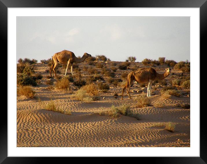 Camels Framed Mounted Print by Marja Ozwell