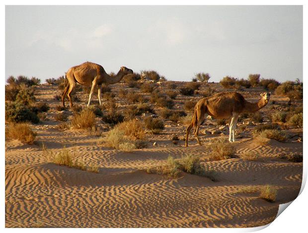 Camels Print by Marja Ozwell