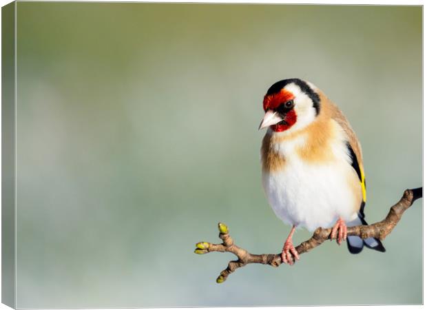 Goldfinch Canvas Print by Tommy Dickson
