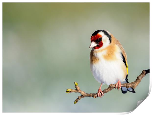 Goldfinch Print by Tommy Dickson