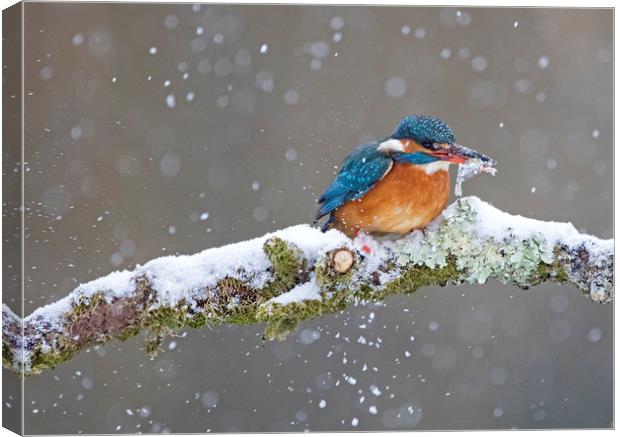 Kingfisher with catch in the snow, Cardiff Wales Canvas Print by Jenny Hibbert