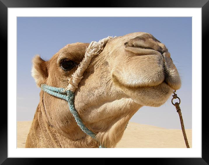 Whistling camel Framed Mounted Print by Marja Ozwell