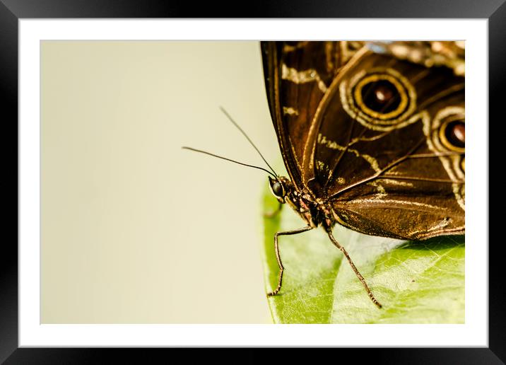 Learning To Fly Framed Mounted Print by DiFigiano Photography