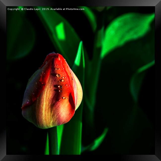 The Tulip Framed Print by Claudio Lepri