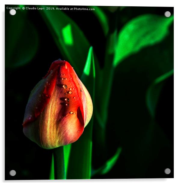 The Tulip Acrylic by Claudio Lepri