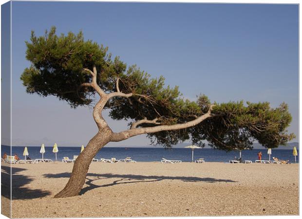 Lonely tree on the beach Canvas Print by Marja Ozwell