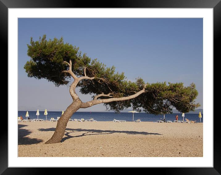 Lonely tree on the beach Framed Mounted Print by Marja Ozwell