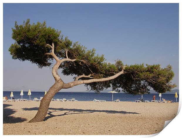 Lonely tree on the beach Print by Marja Ozwell
