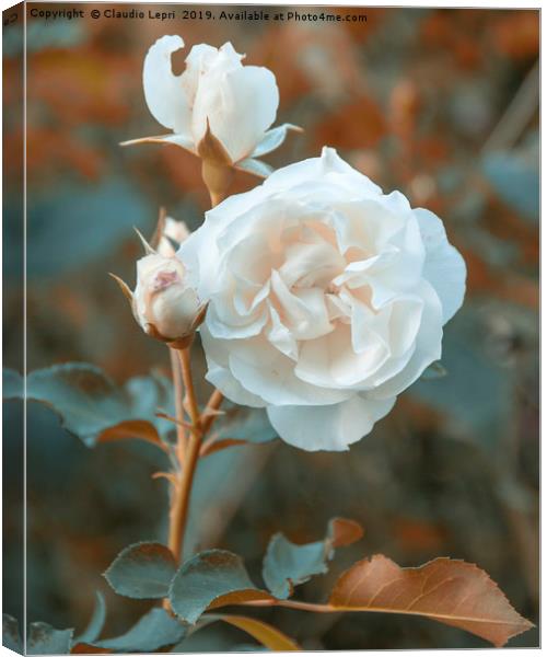 White roses on orange background Canvas Print by Claudio Lepri