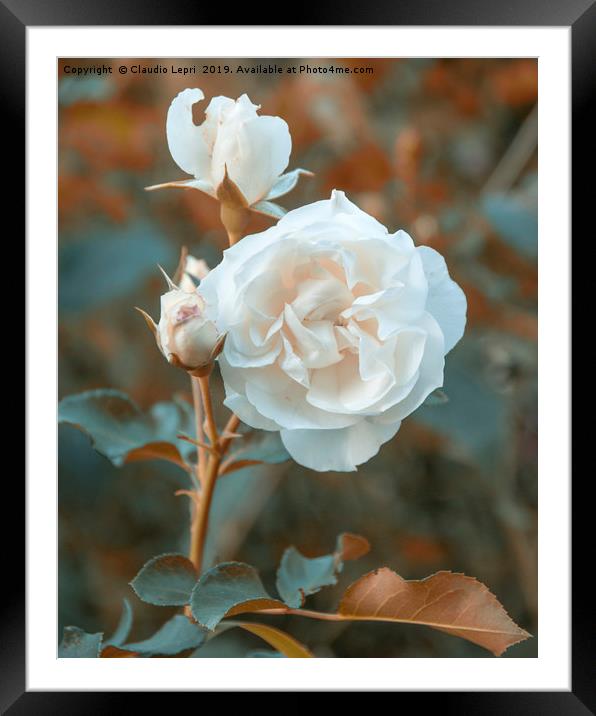 White roses on orange background Framed Mounted Print by Claudio Lepri