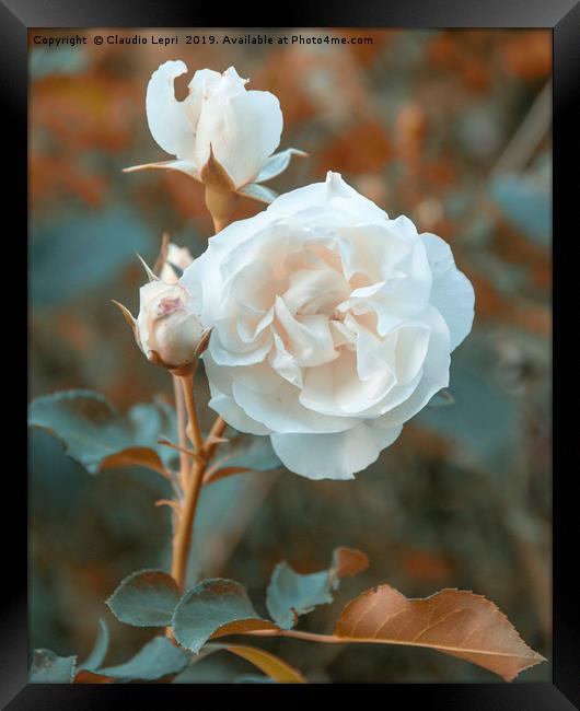White roses on orange background Framed Print by Claudio Lepri