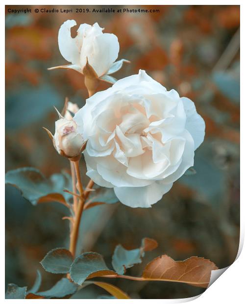 White roses on orange background Print by Claudio Lepri