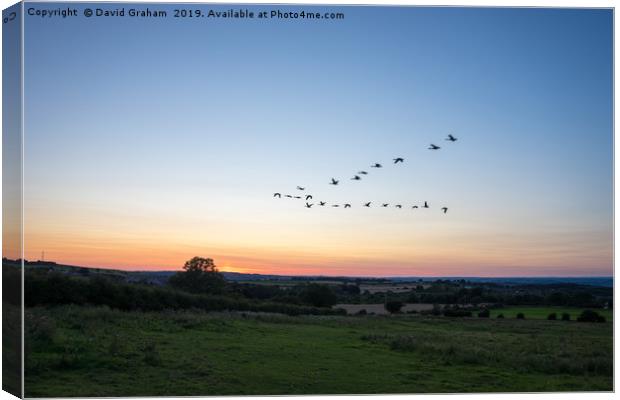 Geese flying in V formation over Silver Hills - Su Canvas Print by David Graham