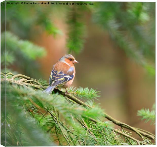 Common chaffinch, Fringilla coelebs Canvas Print by Louise Heusinkveld