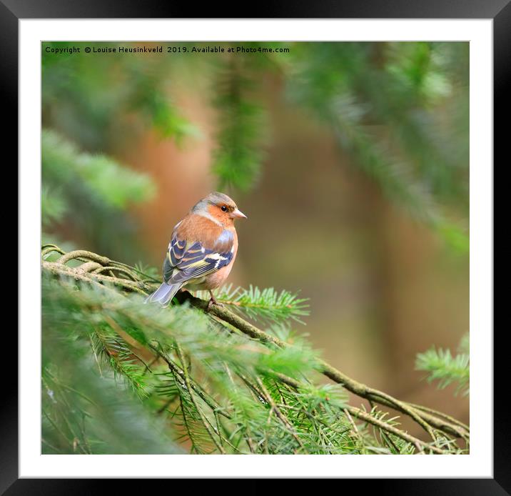 Common chaffinch, Fringilla coelebs Framed Mounted Print by Louise Heusinkveld