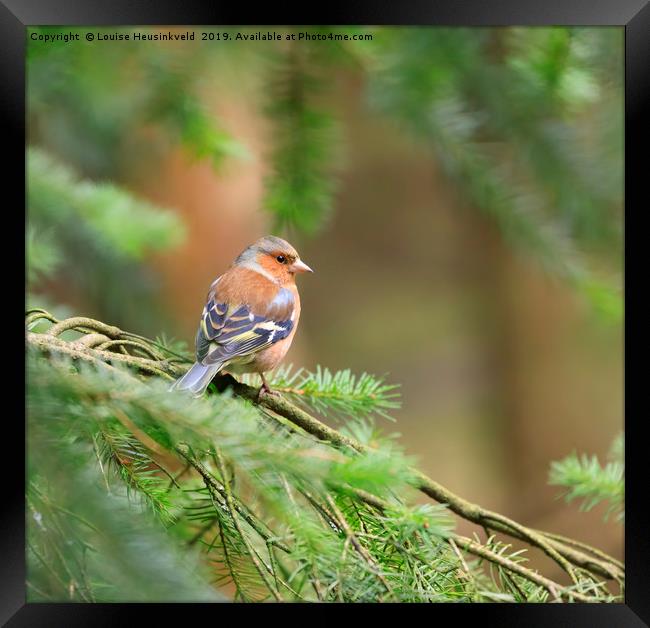 Common chaffinch, Fringilla coelebs Framed Print by Louise Heusinkveld