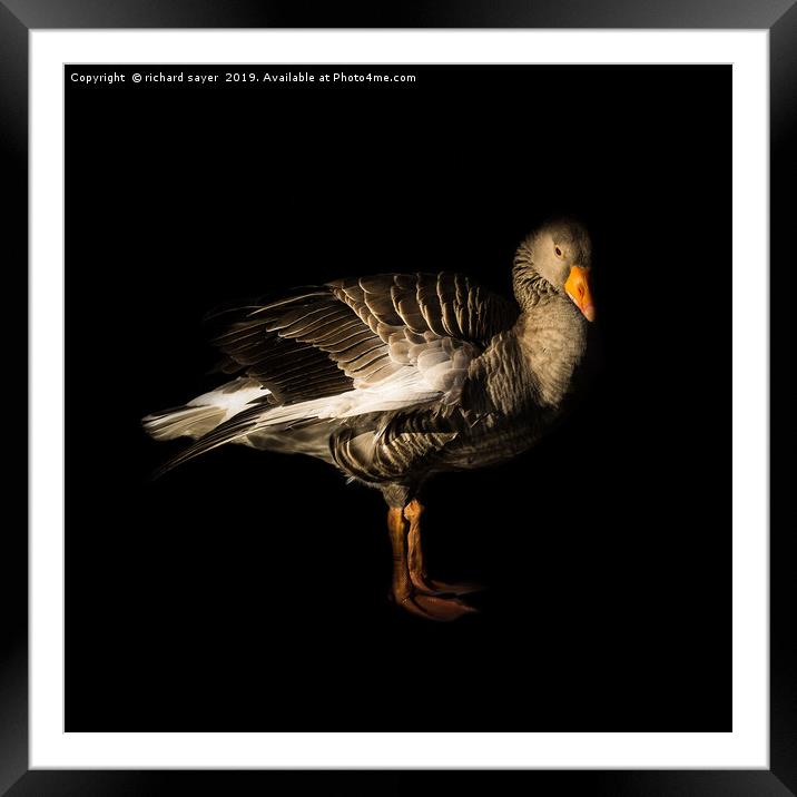 Greylag Goose Framed Mounted Print by richard sayer