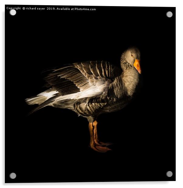Greylag Goose Acrylic by richard sayer