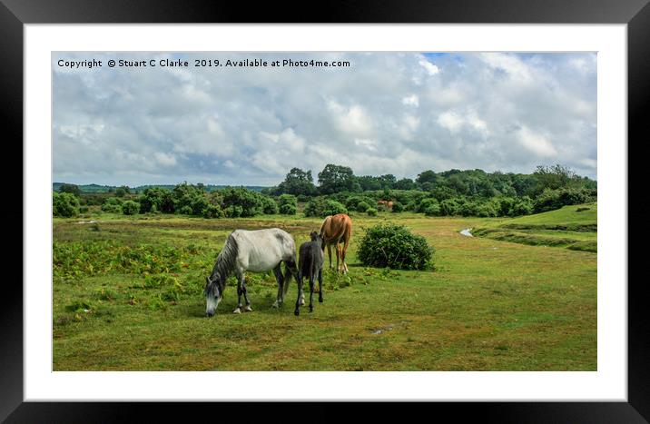 New Forest ponies Framed Mounted Print by Stuart C Clarke