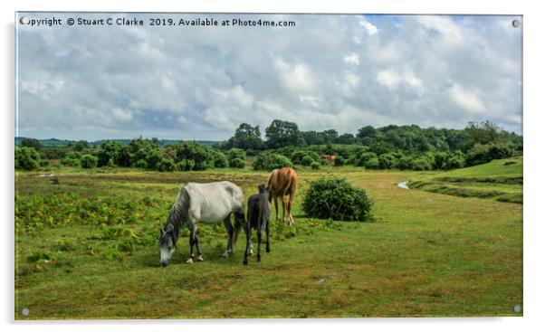 New Forest ponies Acrylic by Stuart C Clarke