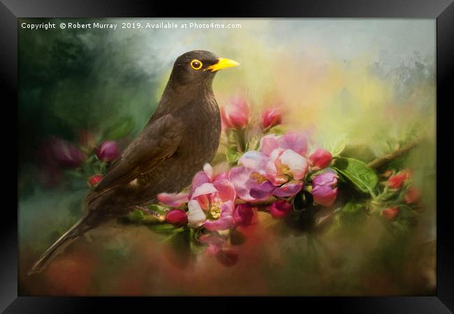 Blackbird with Apple Blossom Framed Print by Robert Murray