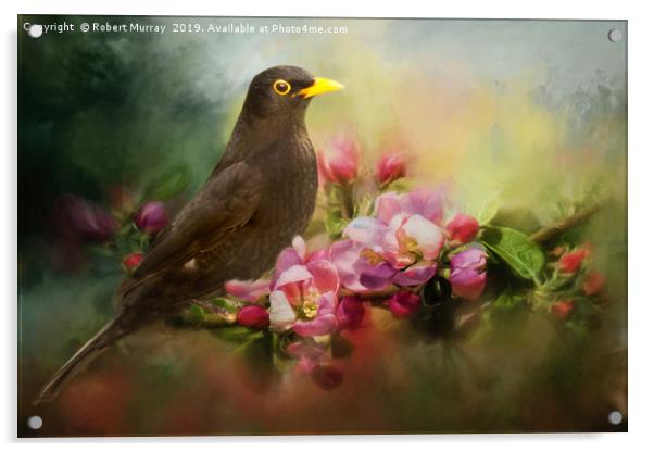 Blackbird with Apple Blossom Acrylic by Robert Murray