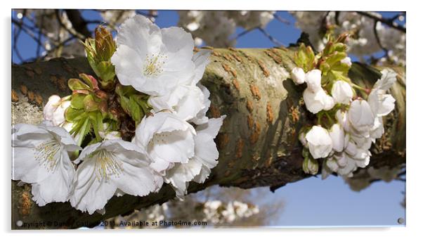 Cherry Blossom Acrylic by Danny Callcut
