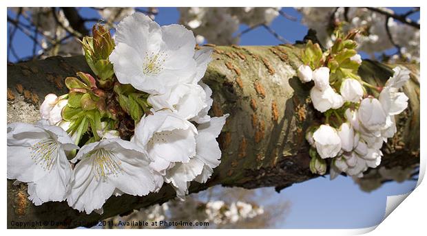 Cherry Blossom Print by Danny Callcut